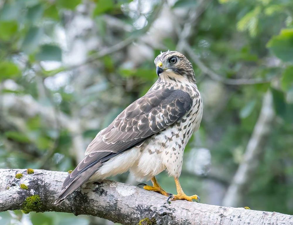 Broad-winged Hawk