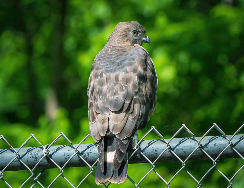 Broad-winged Hawk