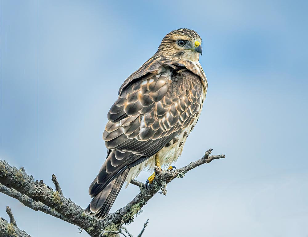 Broad-winged Hawk