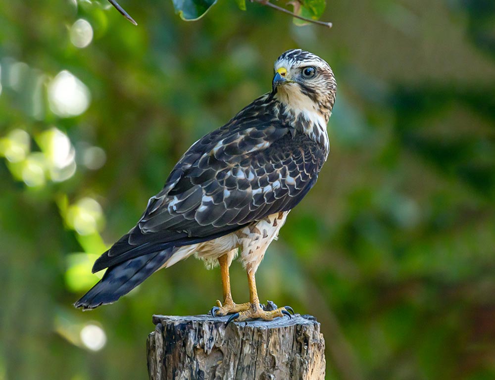 Broad-winged Hawk