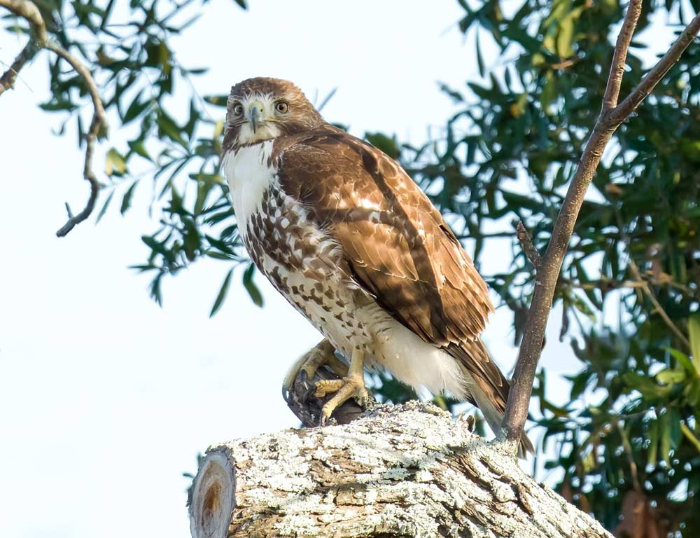 Broad-winged Hawk