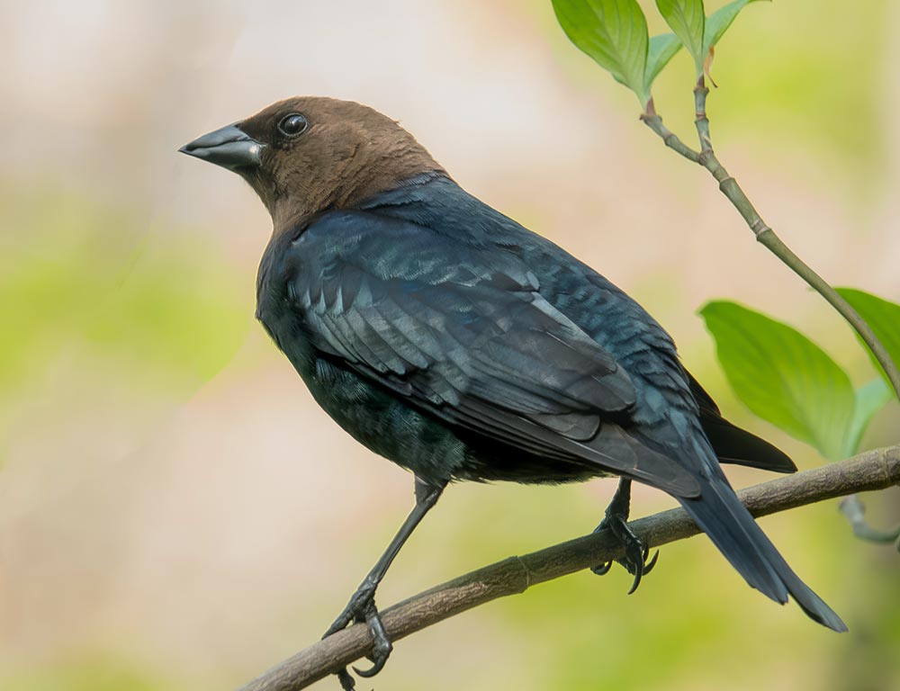 Brown-Headed Cowbird