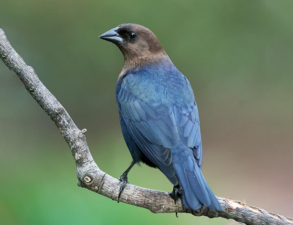 Brown-Headed Cowbird