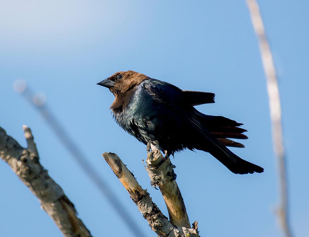 Brown-Headed Cowbird