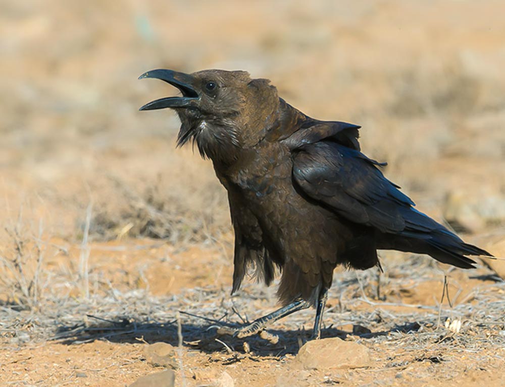 Brown-Necked Raven