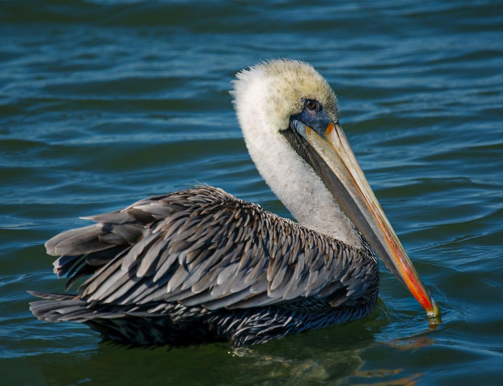 Brown Pelican