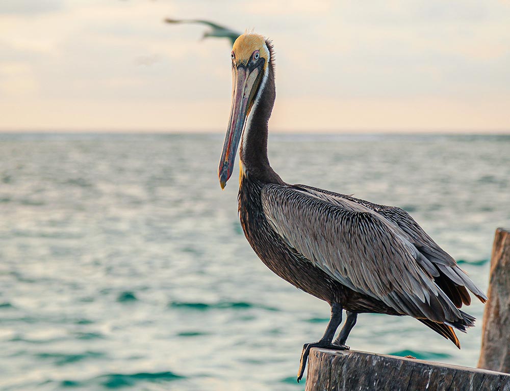 Brown Pelican