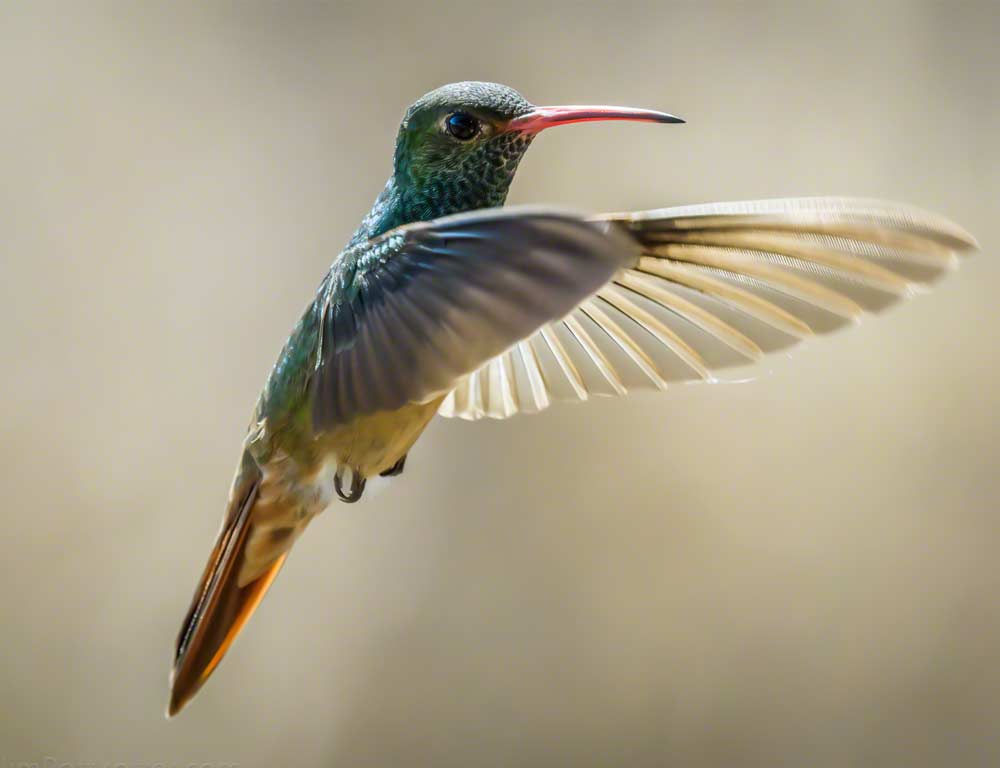 Buff-bellied Hummingbird