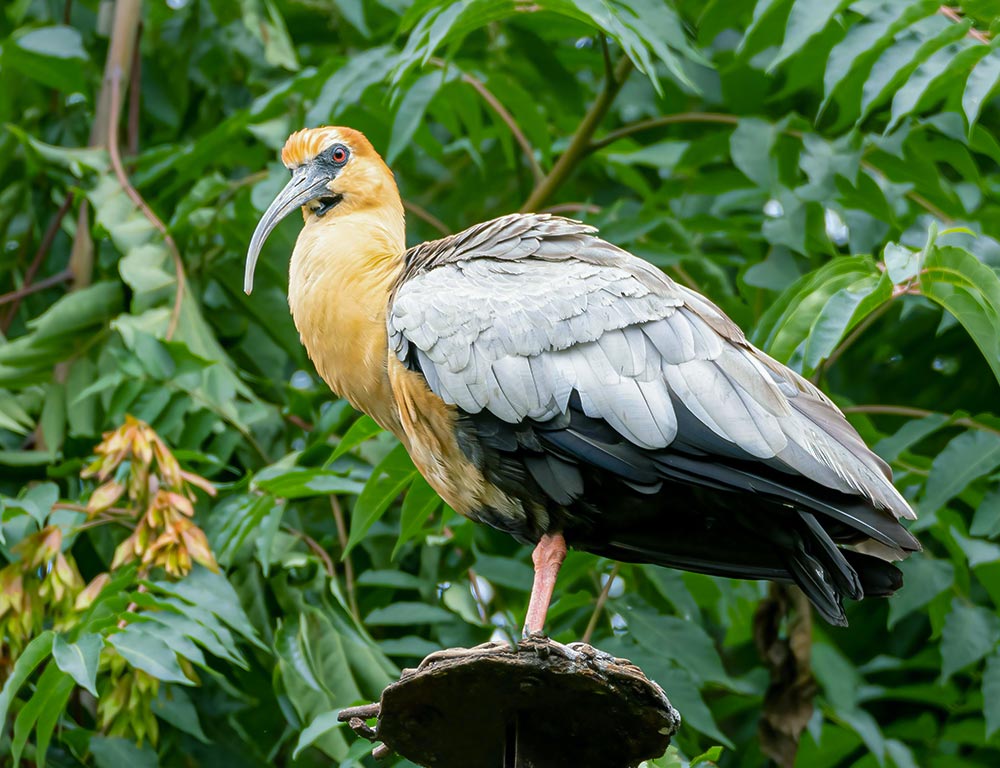 Buff-necked Ibis