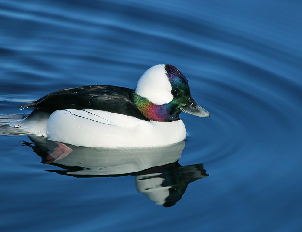 Bufflehead