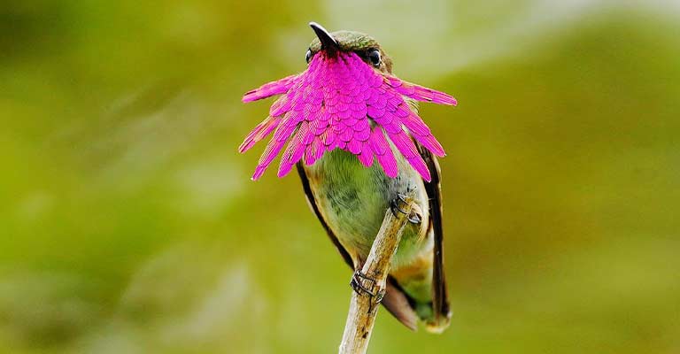 Bumblebee hummingbird