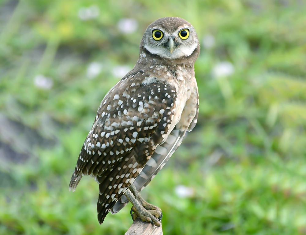 Burrowing Owl