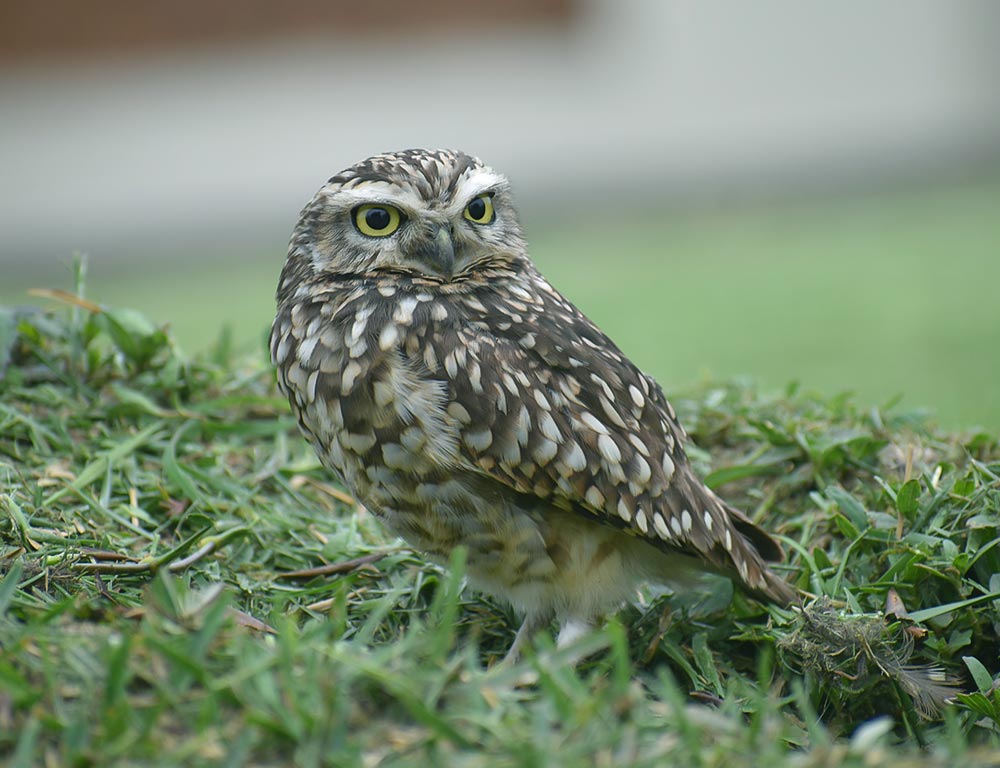 Burrowing Owl