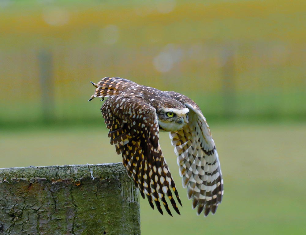 Burrowing Owl