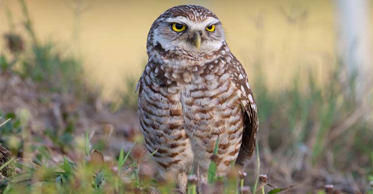 Burrowing Owl