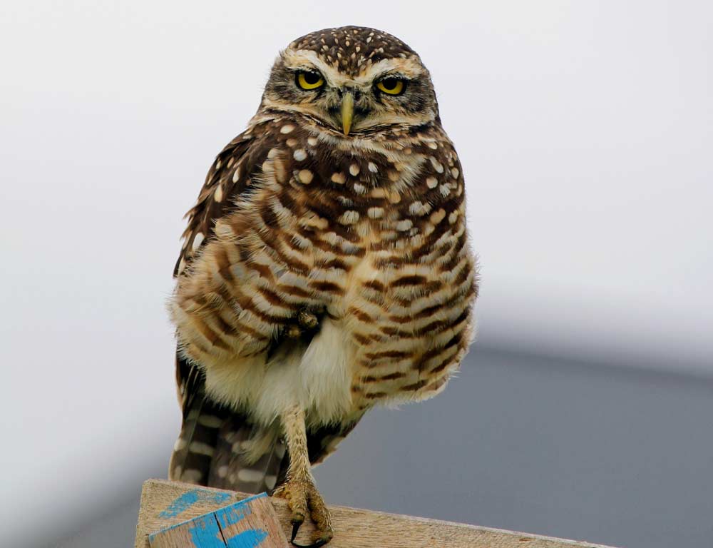 Burrowing Owl