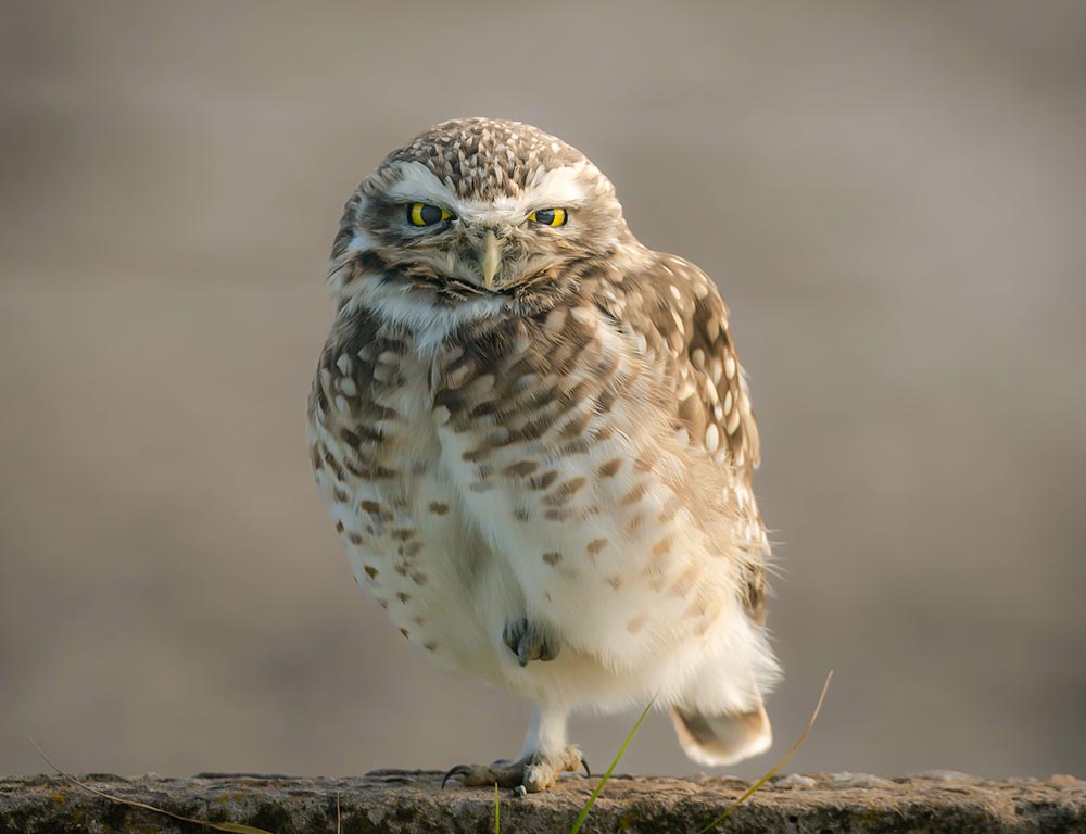 Burrowing Owl