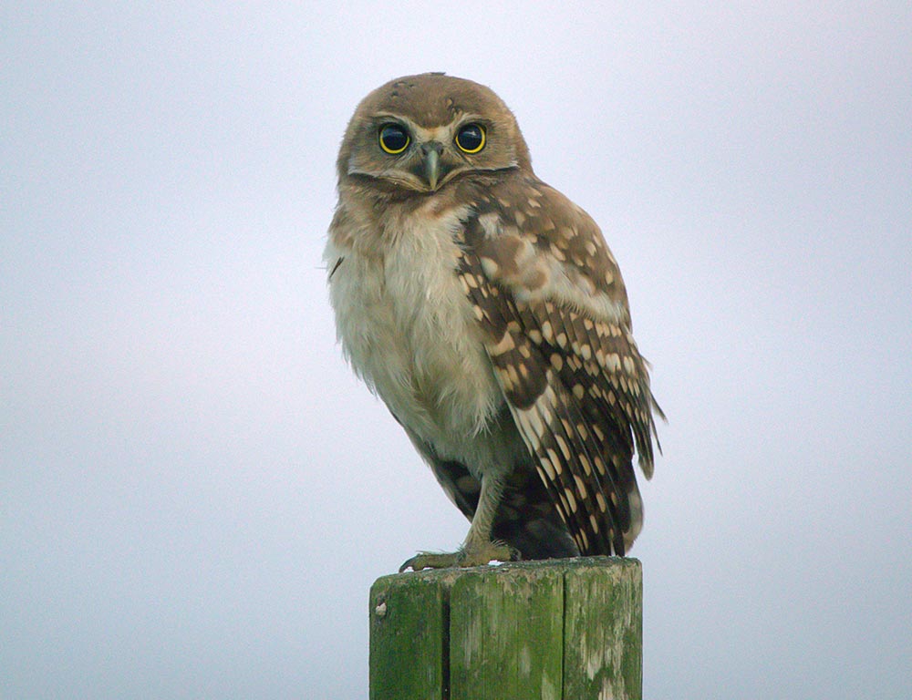 Burrowing Owl