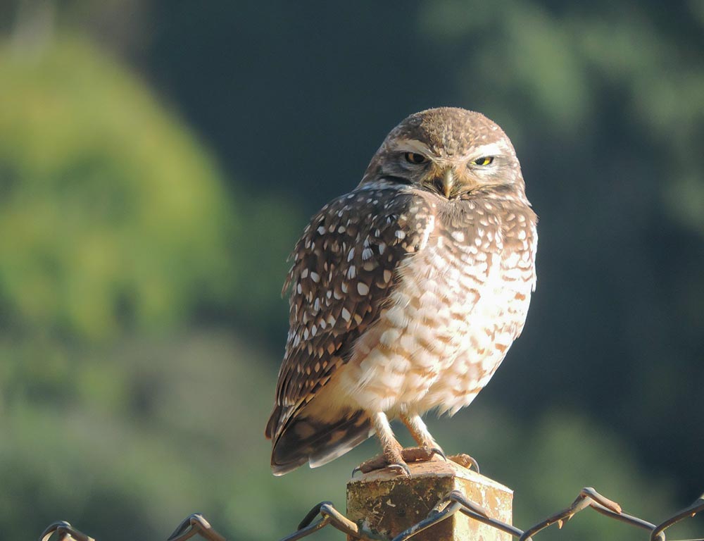 Burrowing Owl