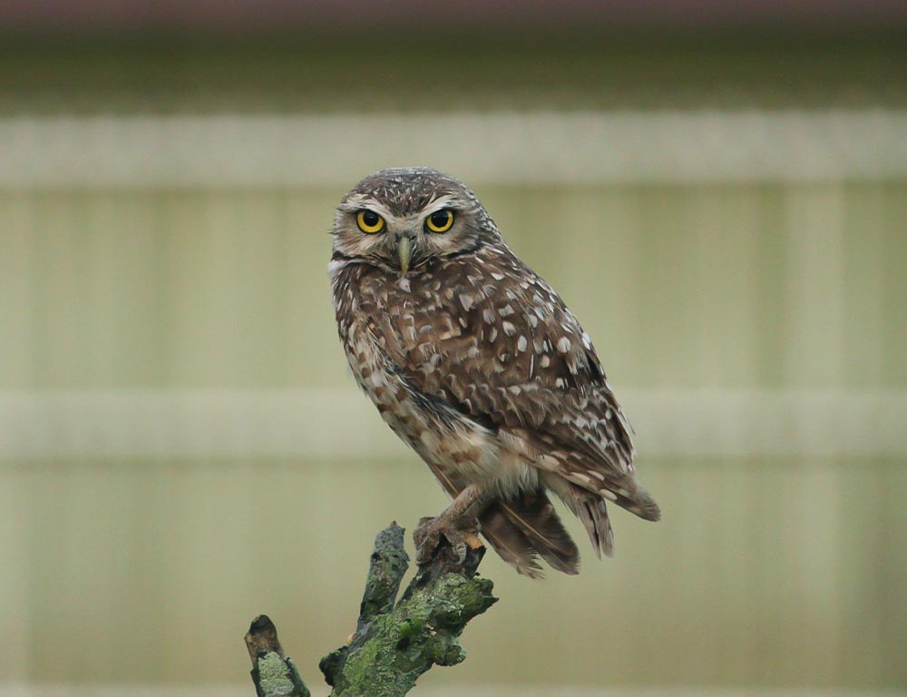 Burrowing Owl