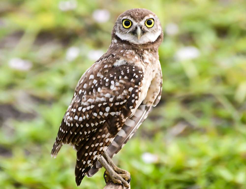 Burrowing Owl