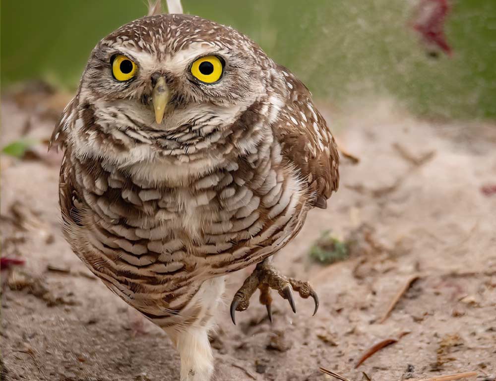 Burrowing Owl