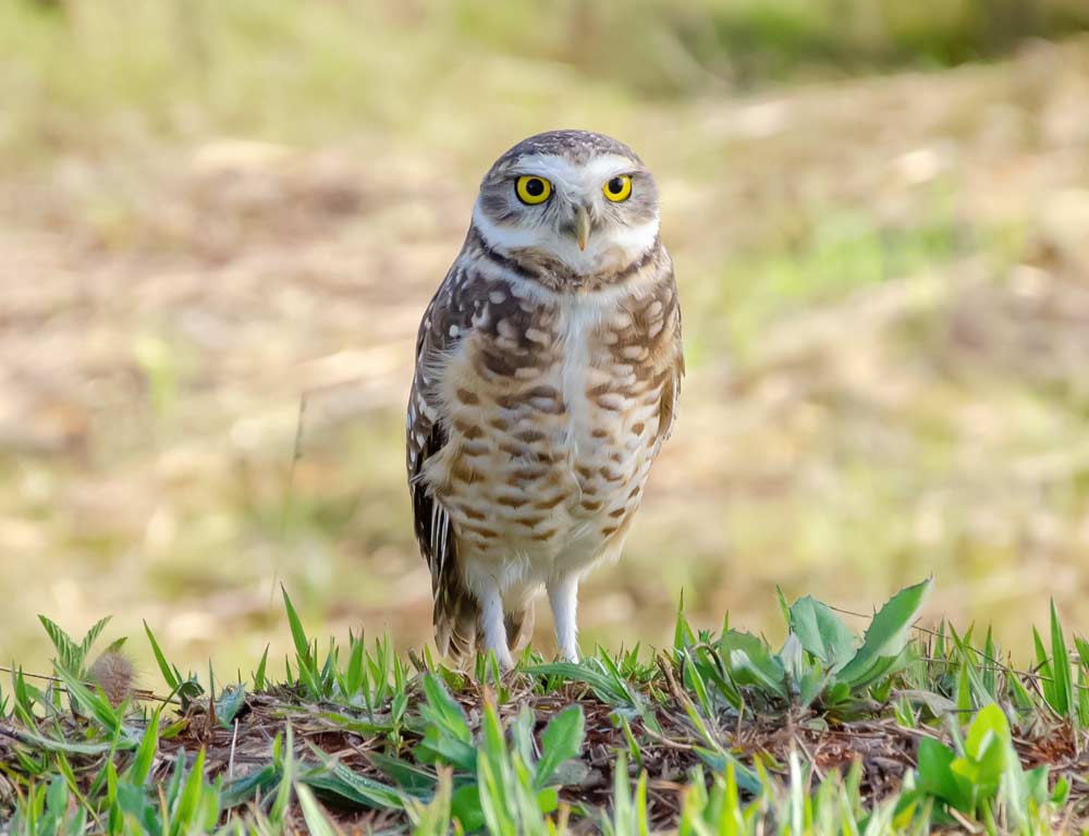 Burrowing Owl