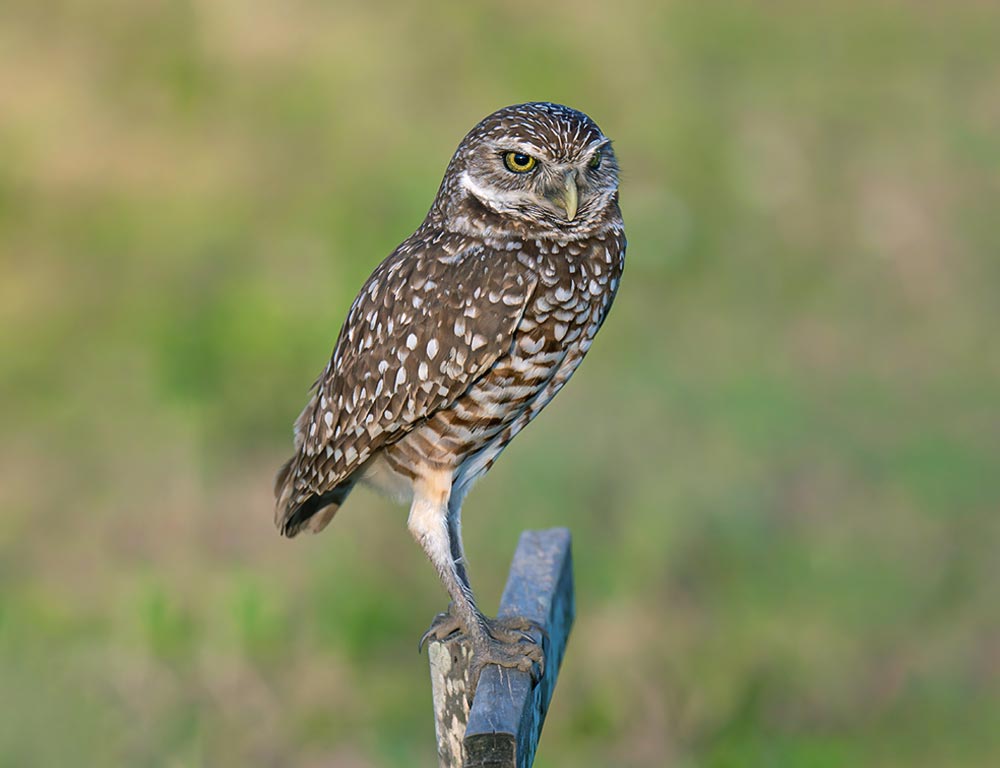 Burrowing Owl