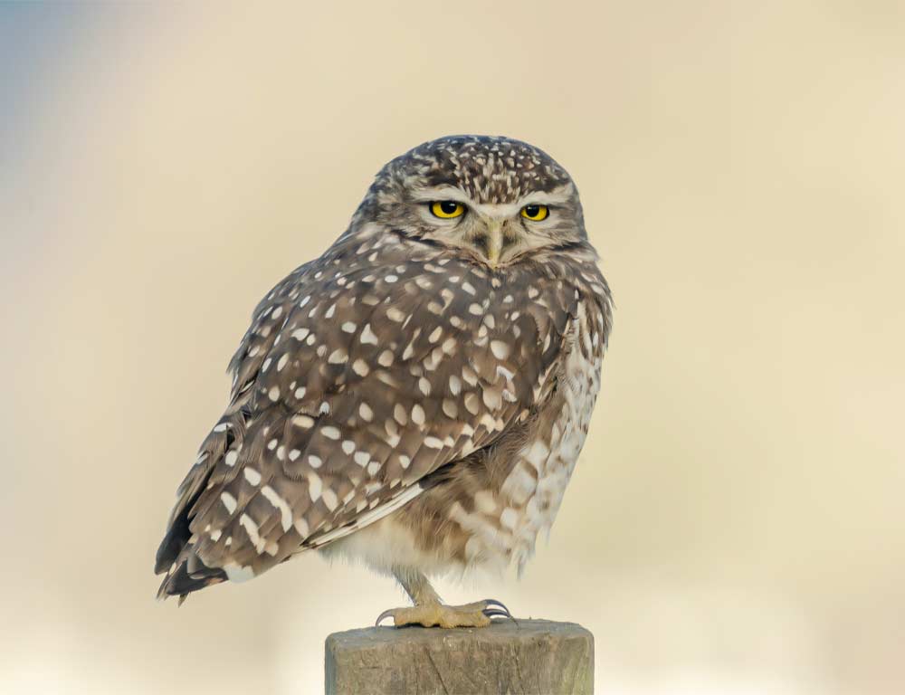 Burrowing Owl