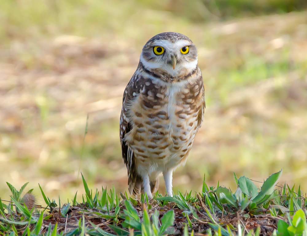 Burrowing Owl