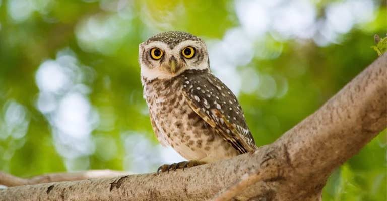 Burrowing Owl Life History