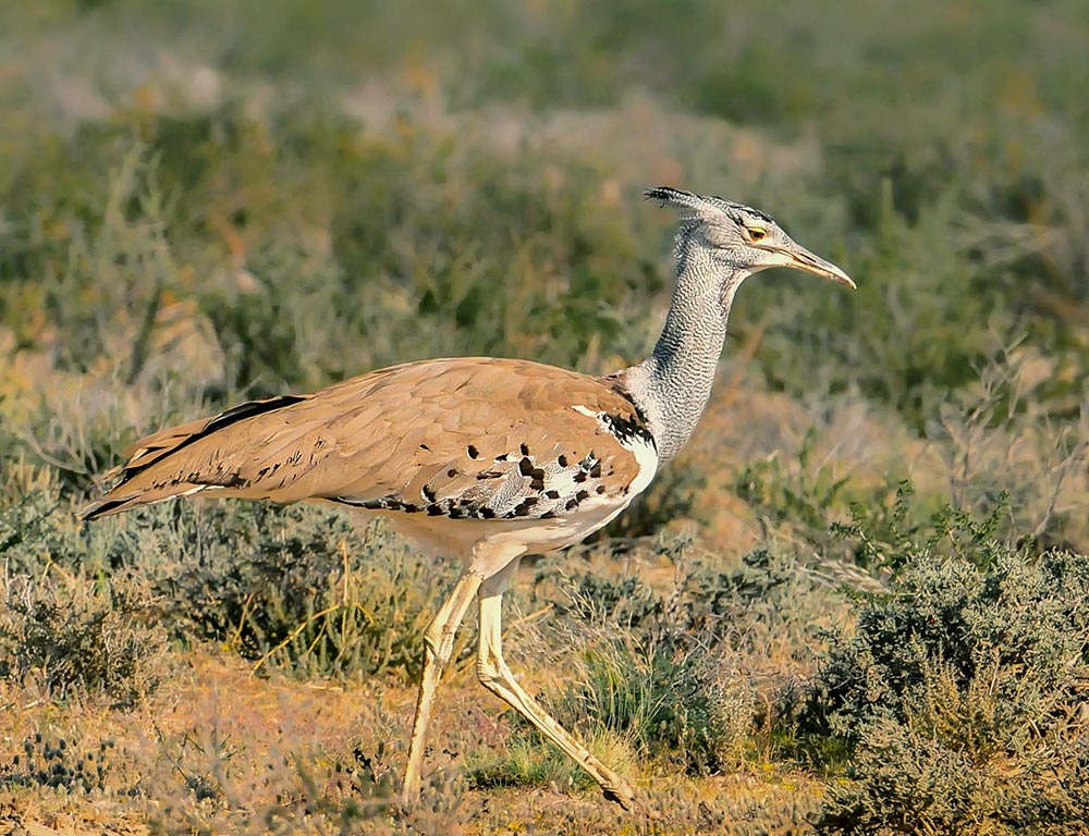 Bustard