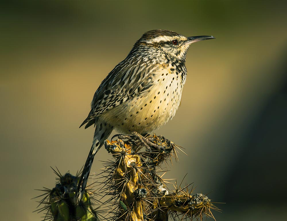 Cactus Wren