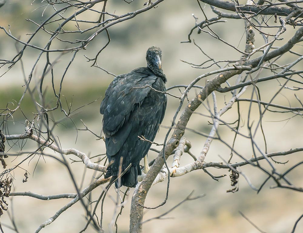 California Condor