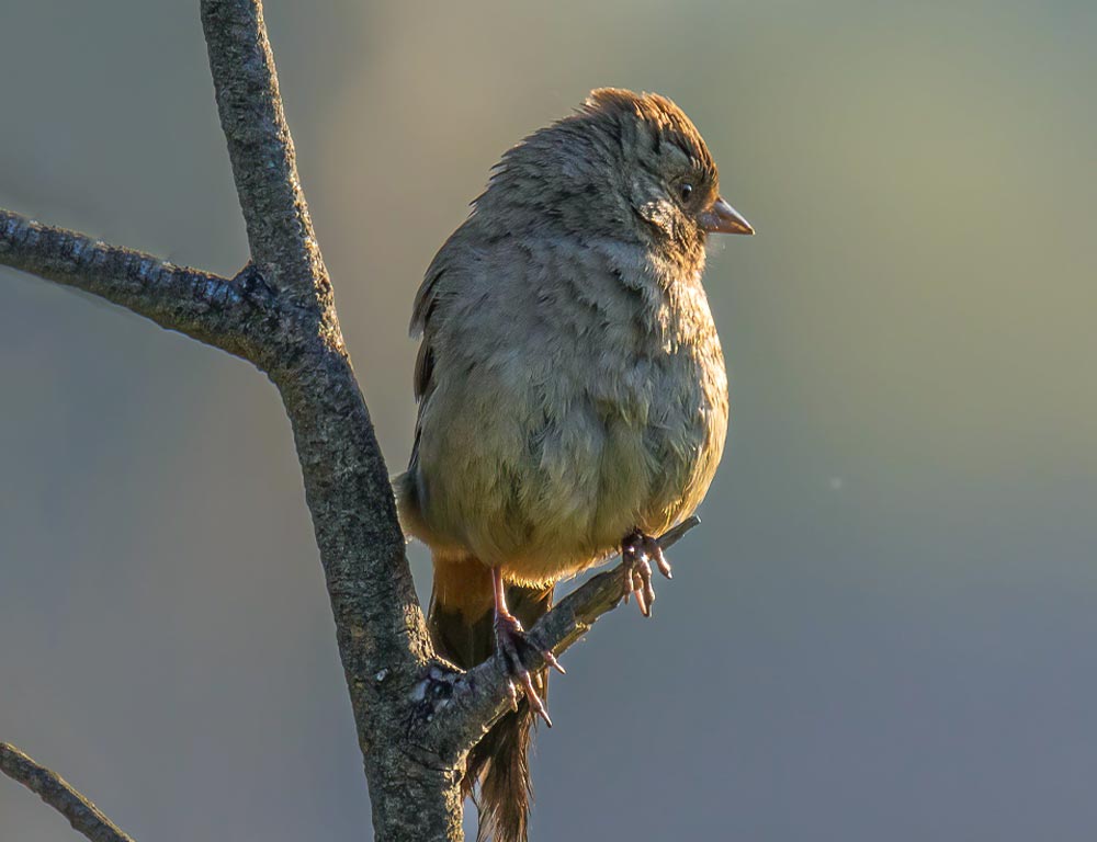 California Towhee