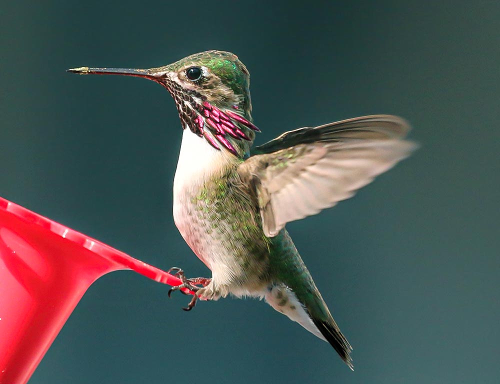 Calliope Hummingbird