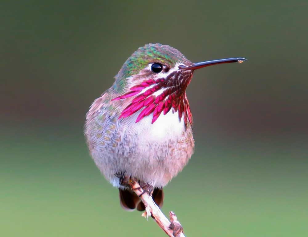 Calliope Hummingbird