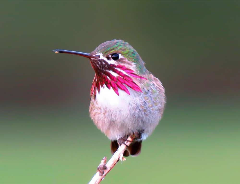 Calliope Hummingbird