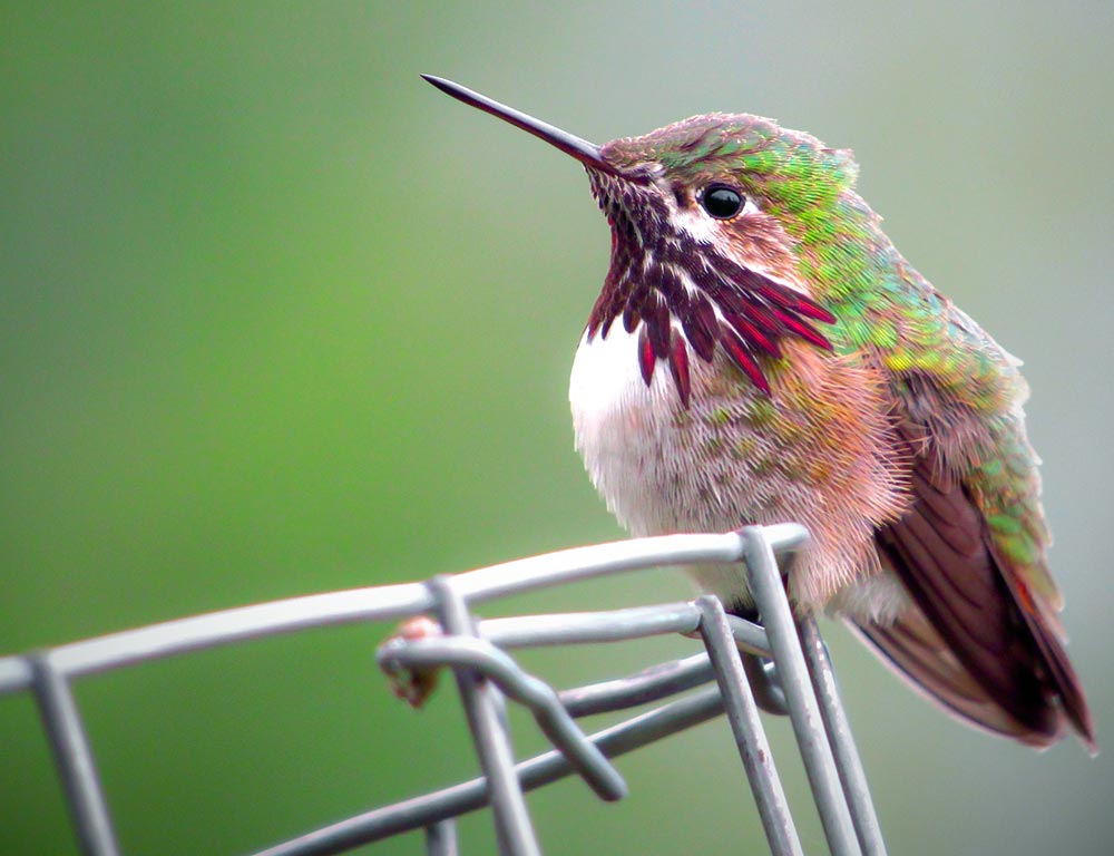 Calliope Hummingbird