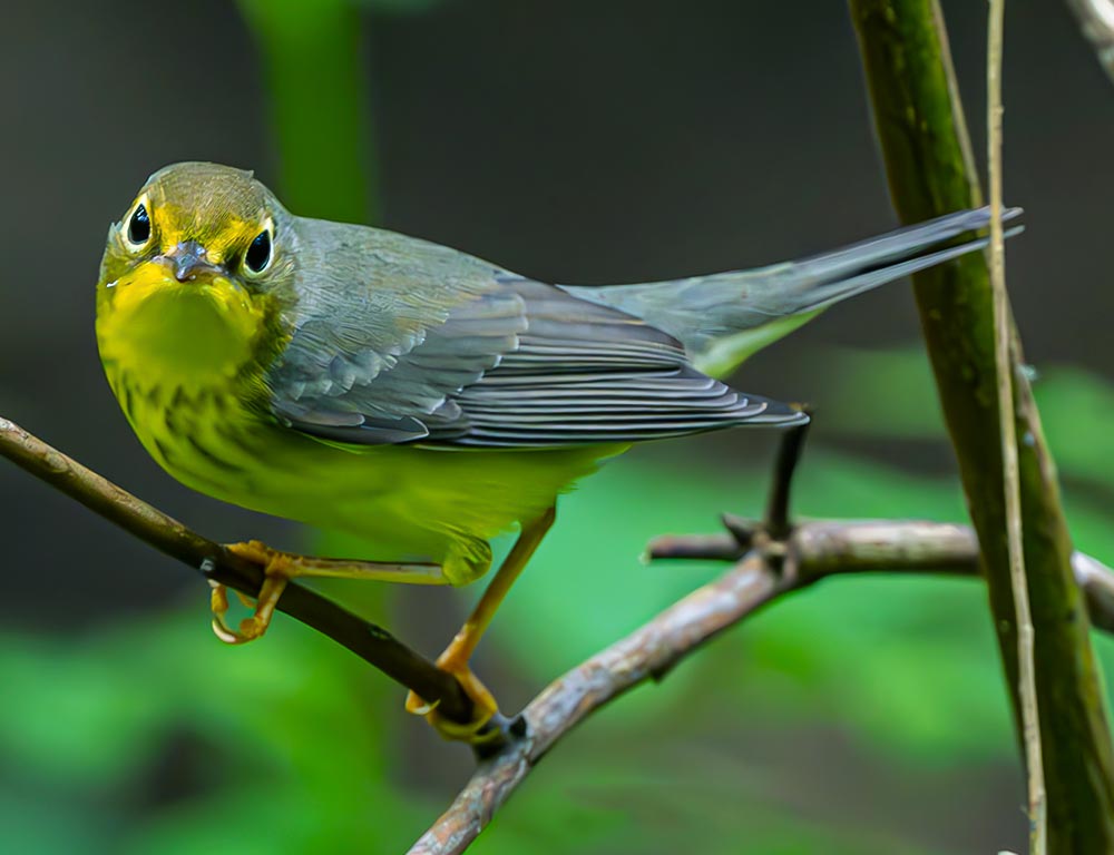 Canada Warbler