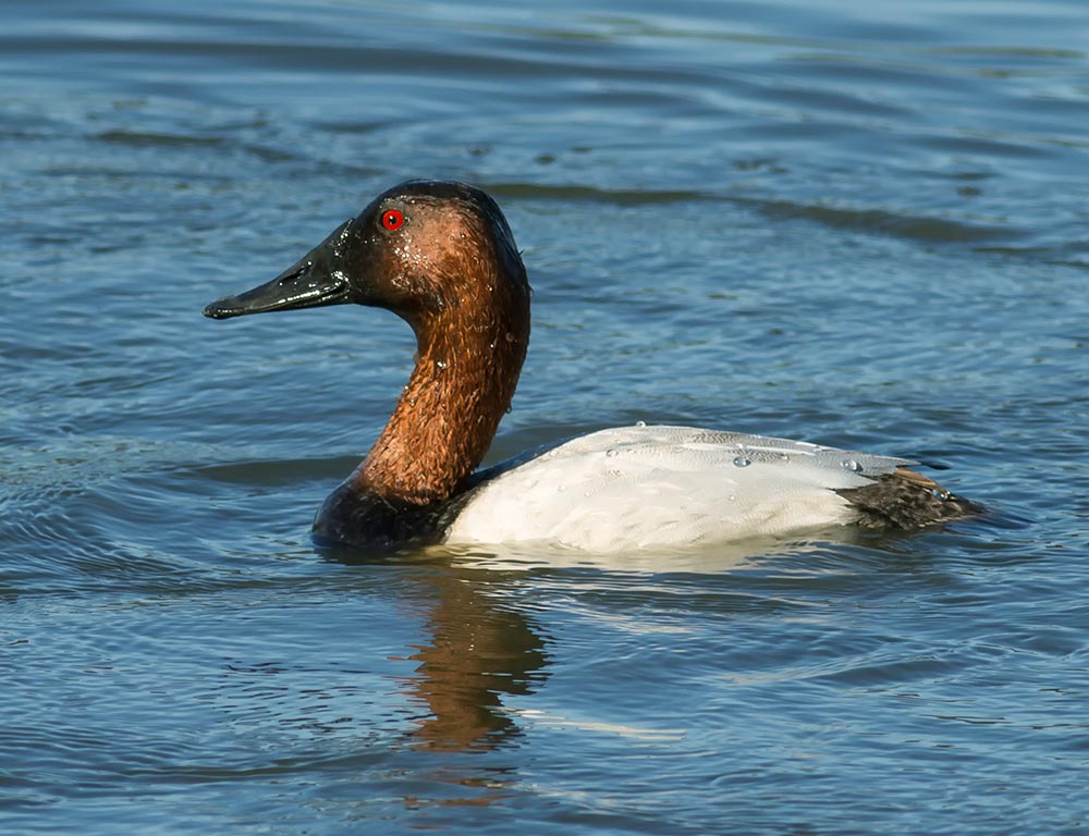 Canvasback