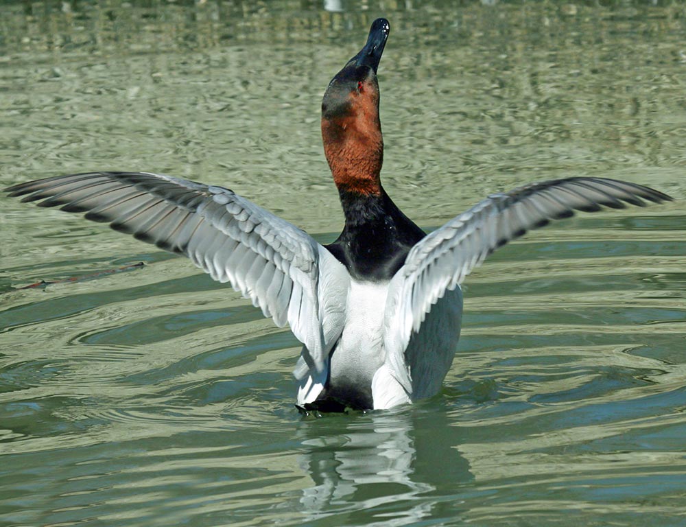 Canvasback