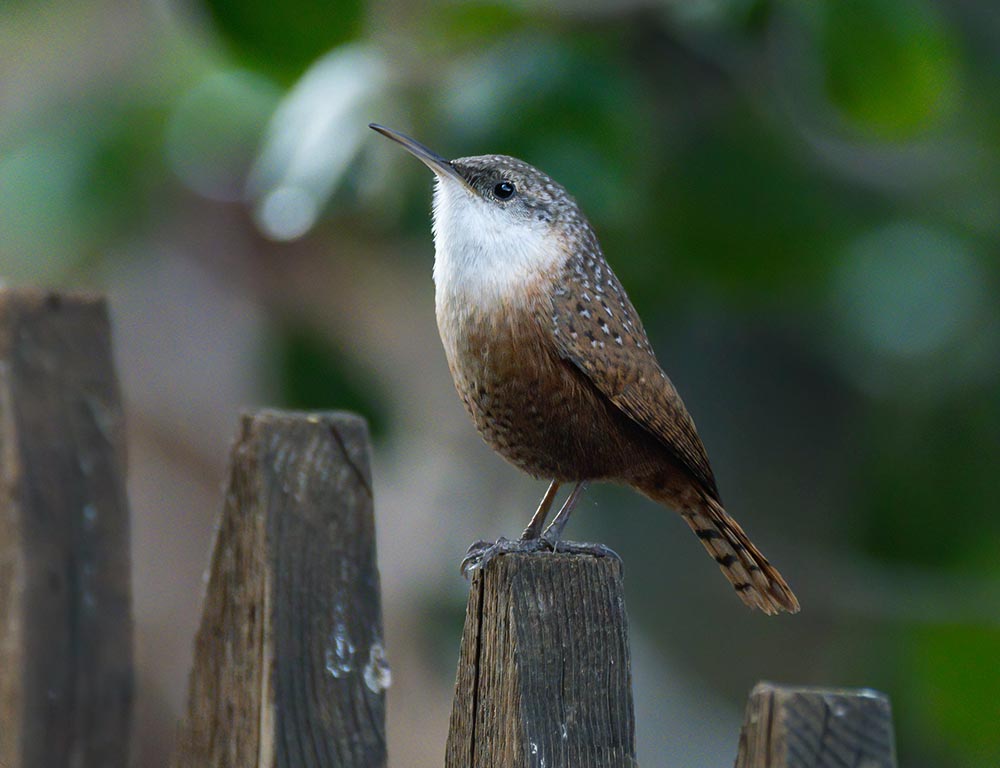 Canyon Wren