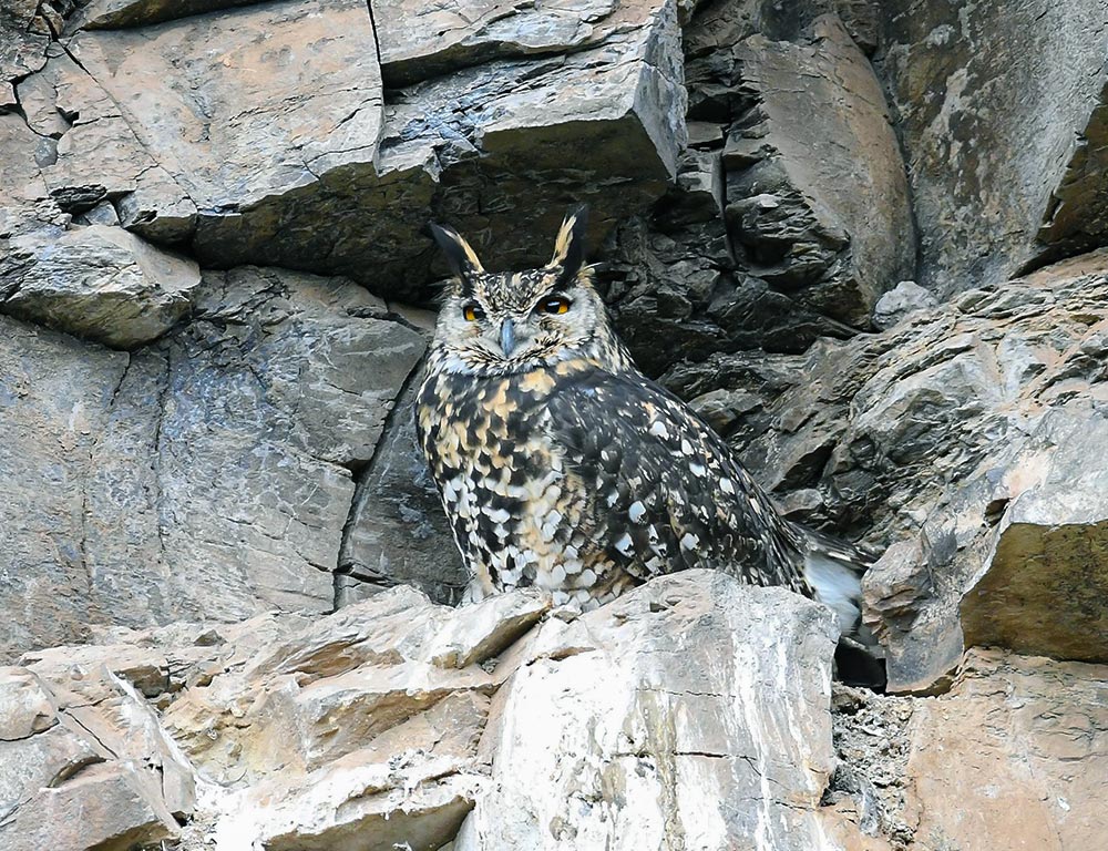 Cape Eagle Owl