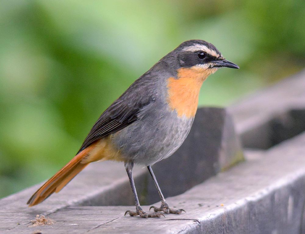 Cape Robin-Chat