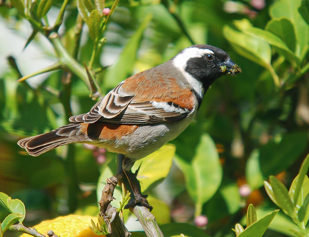 Cape Sparrow