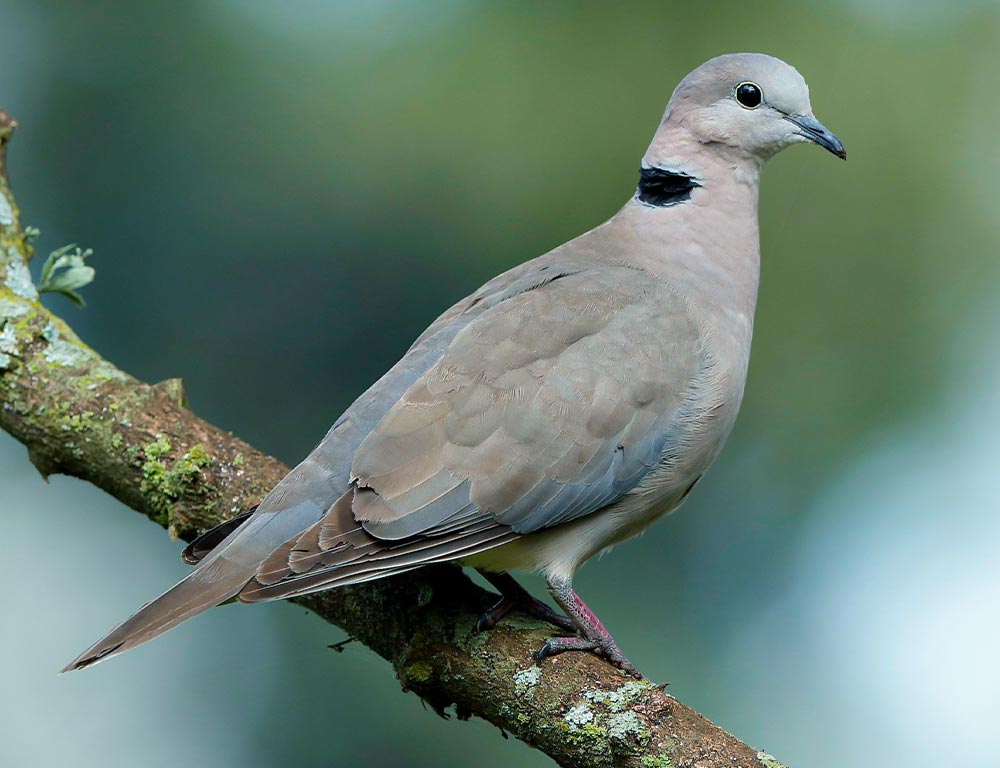 Cape-Turtle Dove