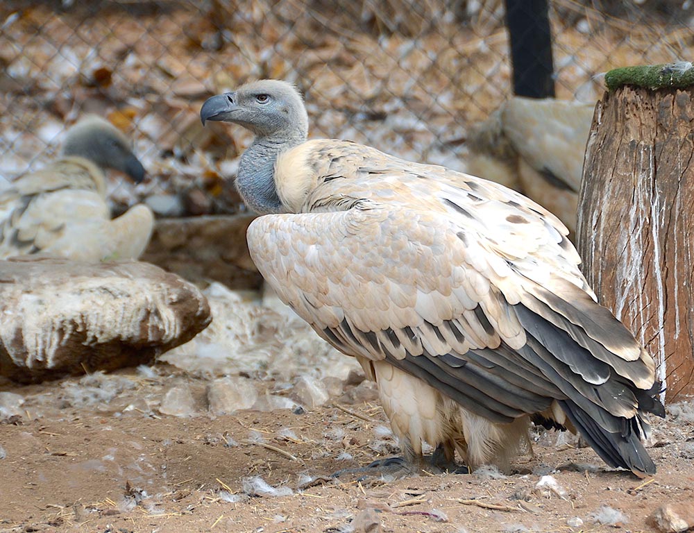 Cape Vulture