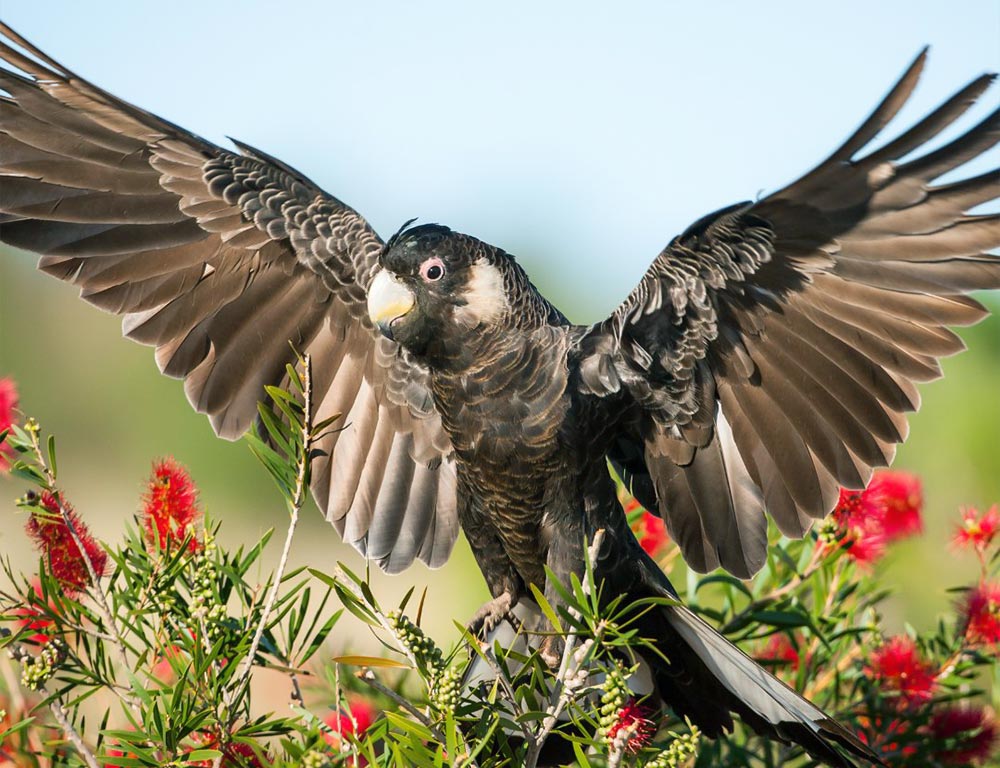 Carnaby's Black Cockatoo