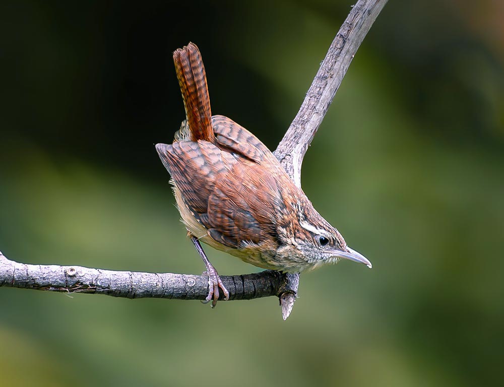 Carolina Wren